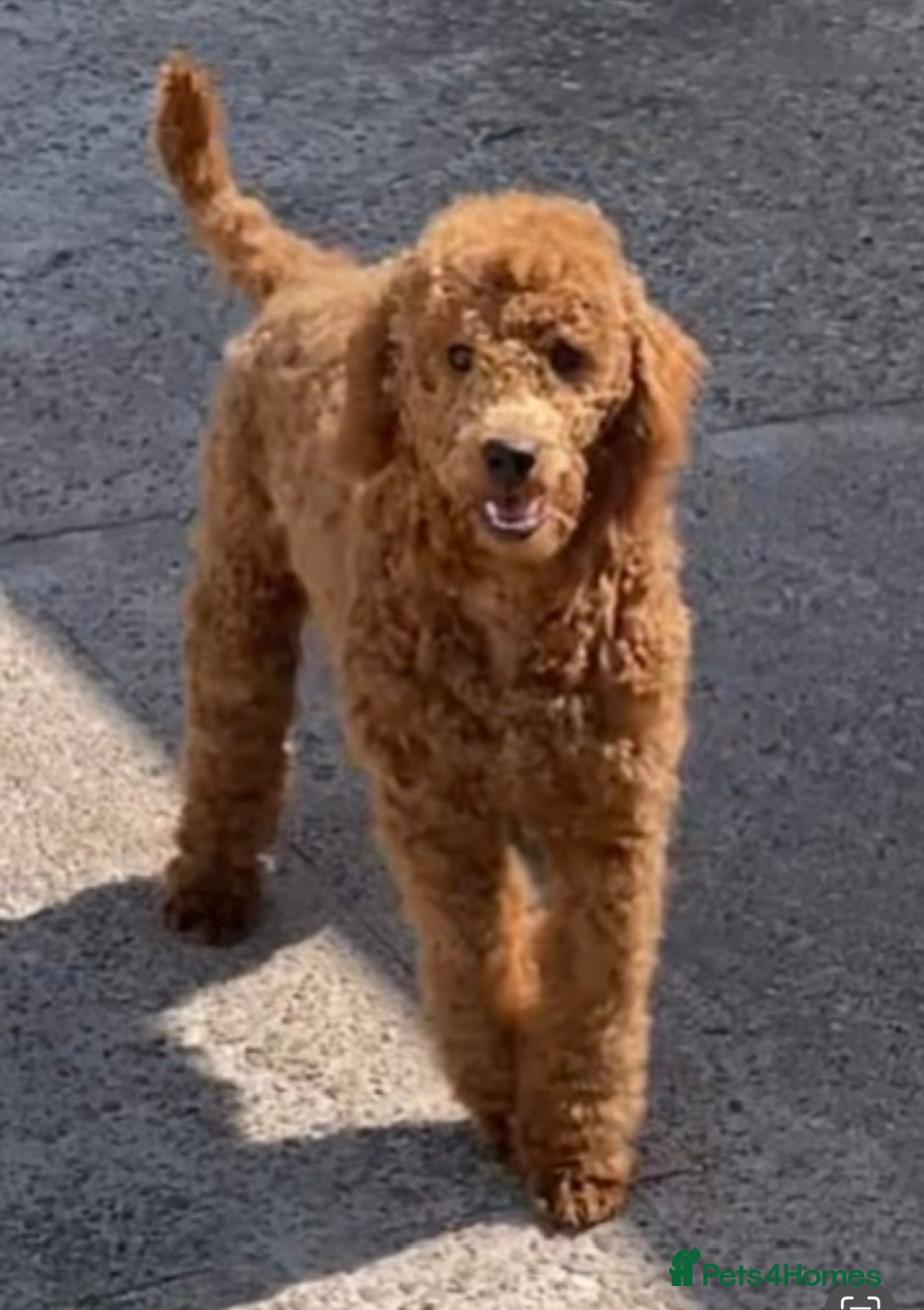 Miniature Poodle dogs for sale: Stunning Miniature Poodles - DNA Health Tested - Image 4