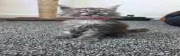 Maine Coon cats for sale: Maine coon pedigree kittens  - Advert 8