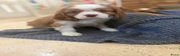 Cavalier King Charles Spaniel dogs for sale: E ** te**  Health Tested Bleinham/Ruby Cavaliers  in Romford - Advert 8