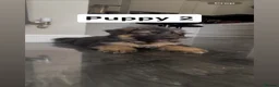 German Shepherd dogs for sale: 6 showline German shepherd pups  - Advert 4