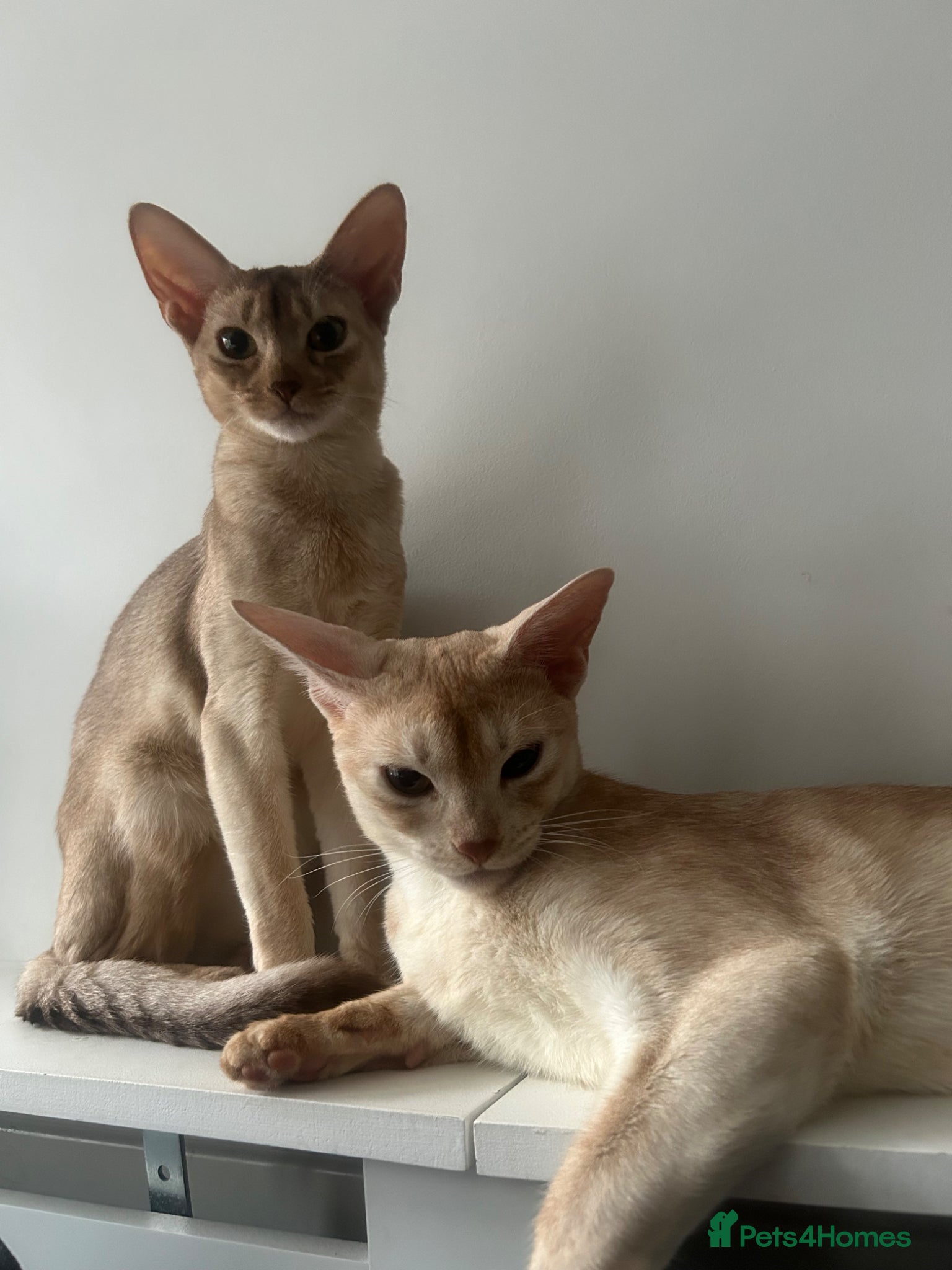 Abyssinian cats 2 Abyssinian cats 1 years old brother and sister - Advert 2