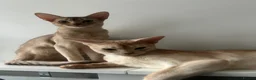 Abyssinian cats for sale: 2 Abyssinian cats 1 years old brother and sister in London - Advert 1