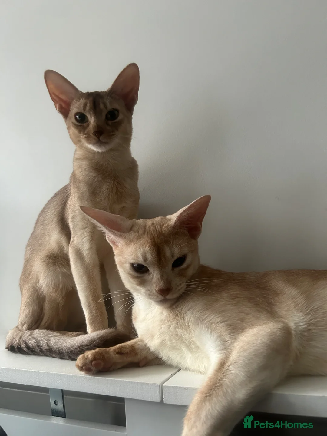 Abyssinian cats for sale: 2 Abyssinian cats 1 years old brother and sister in London - Advert 1