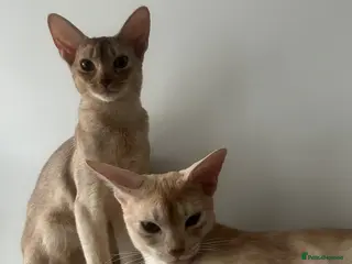 Abyssinian cats 2 Abyssinian cats 1 years old brother and sister - Advert 2