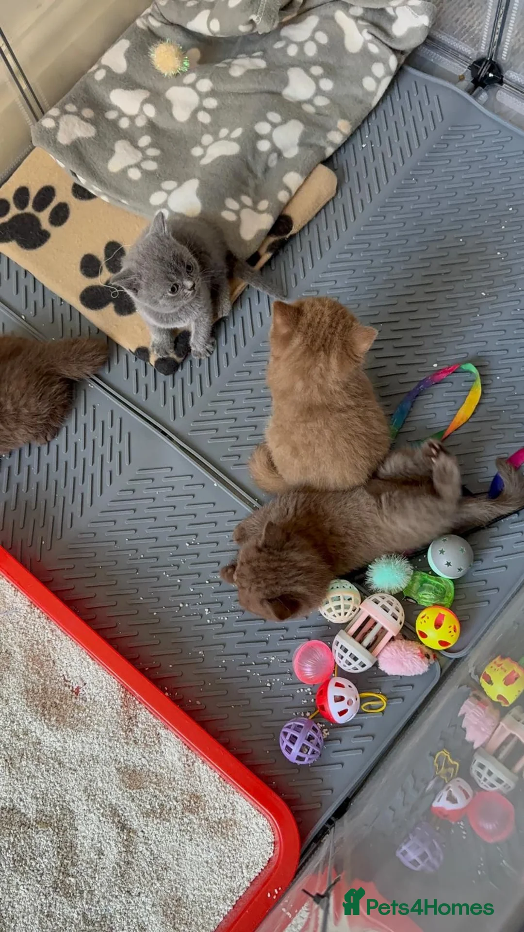 British Shorthair cats for sale: British shorthair  - Advert 2