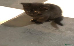 Mixed Breed cats for sale: 6 beautiful kittens - Image 6