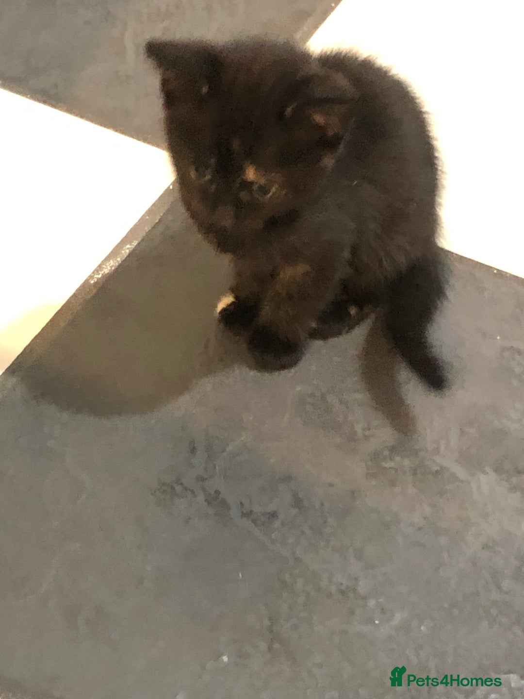 Mixed Breed cats for sale: 6 beautiful kittens - Image 6
