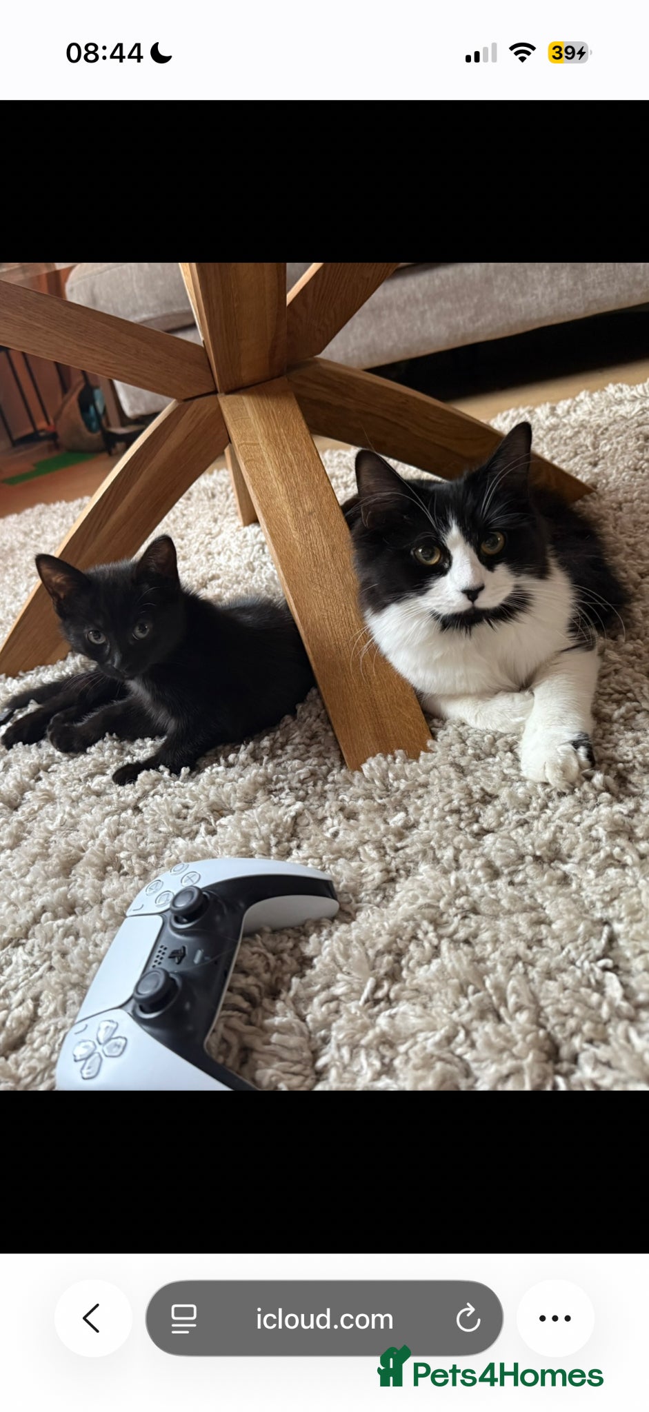 British Longhair cats 11 month old kitten & 5 month old kitten  - Advert 1