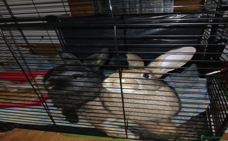 English rabbits - Advert 1