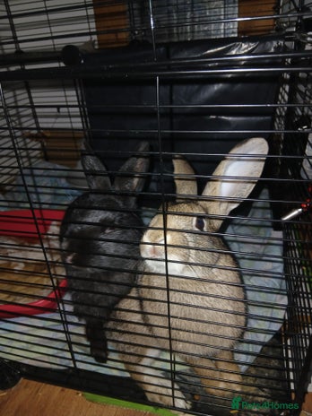 English rabbits - Advert 1