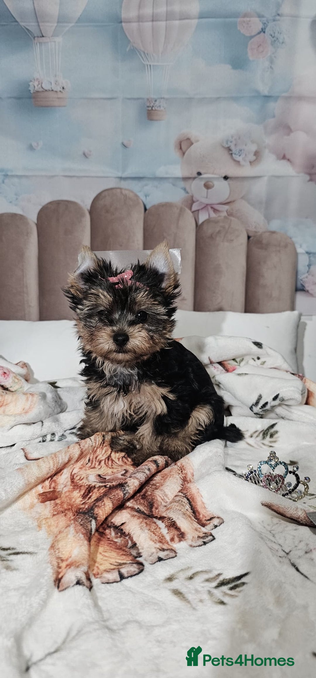 Yorkshire Terrier dogs for sale: Tiny miniature Yorkshire terriers - Advert 29