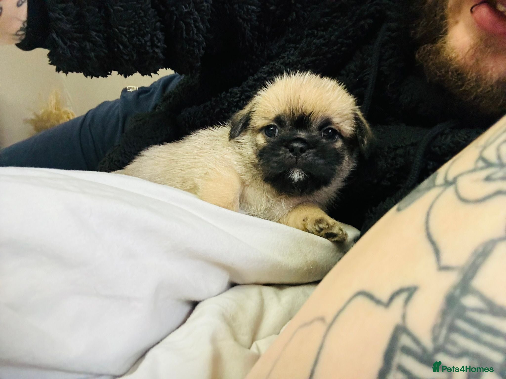 Mixed Breed dogs 5x Shih-tzu x Pug pups - Advert 1