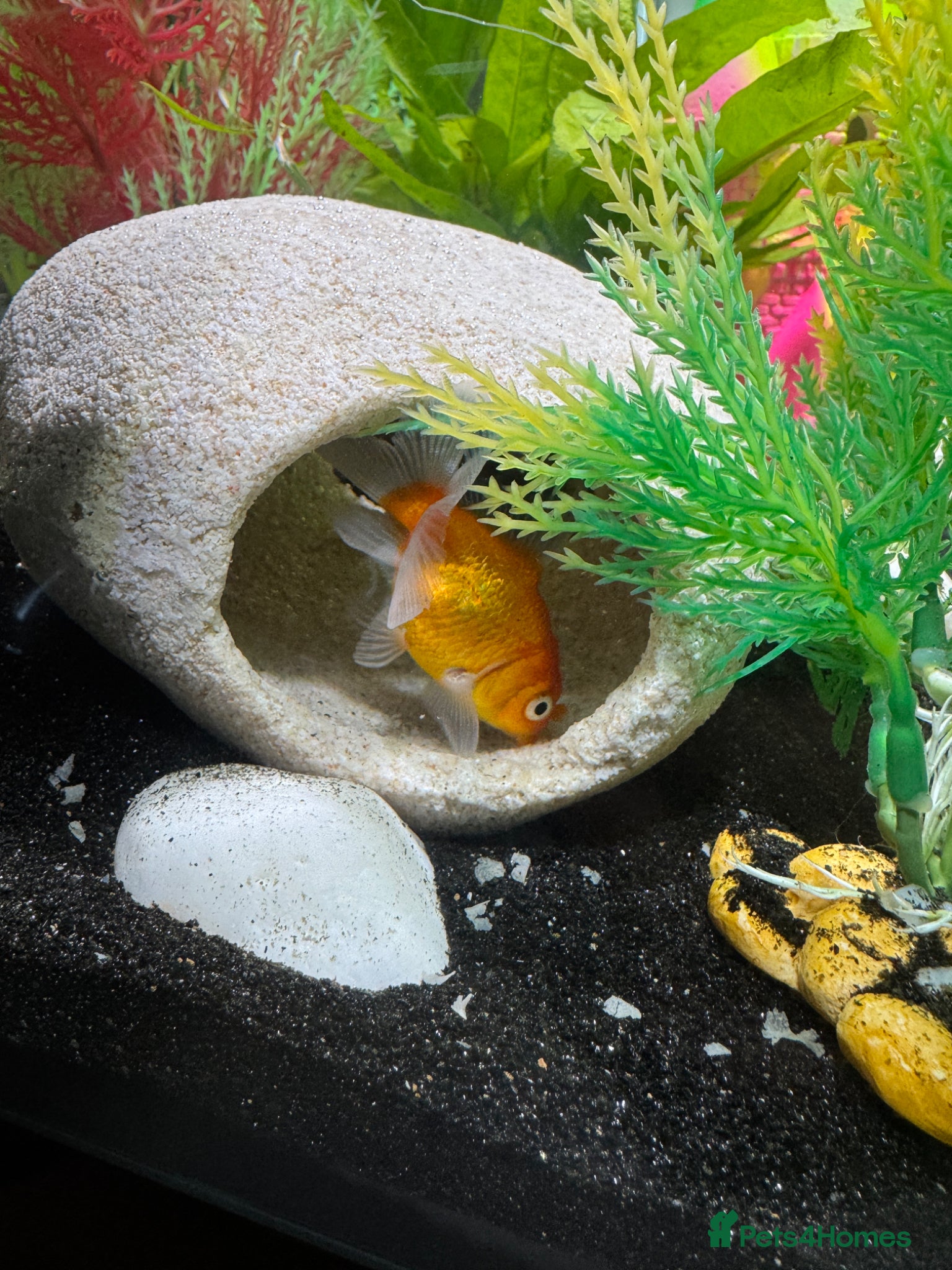 Fancy Goldfish fish for sale: Two Pandas and two fancy goldfish in Ashford - Advert 2