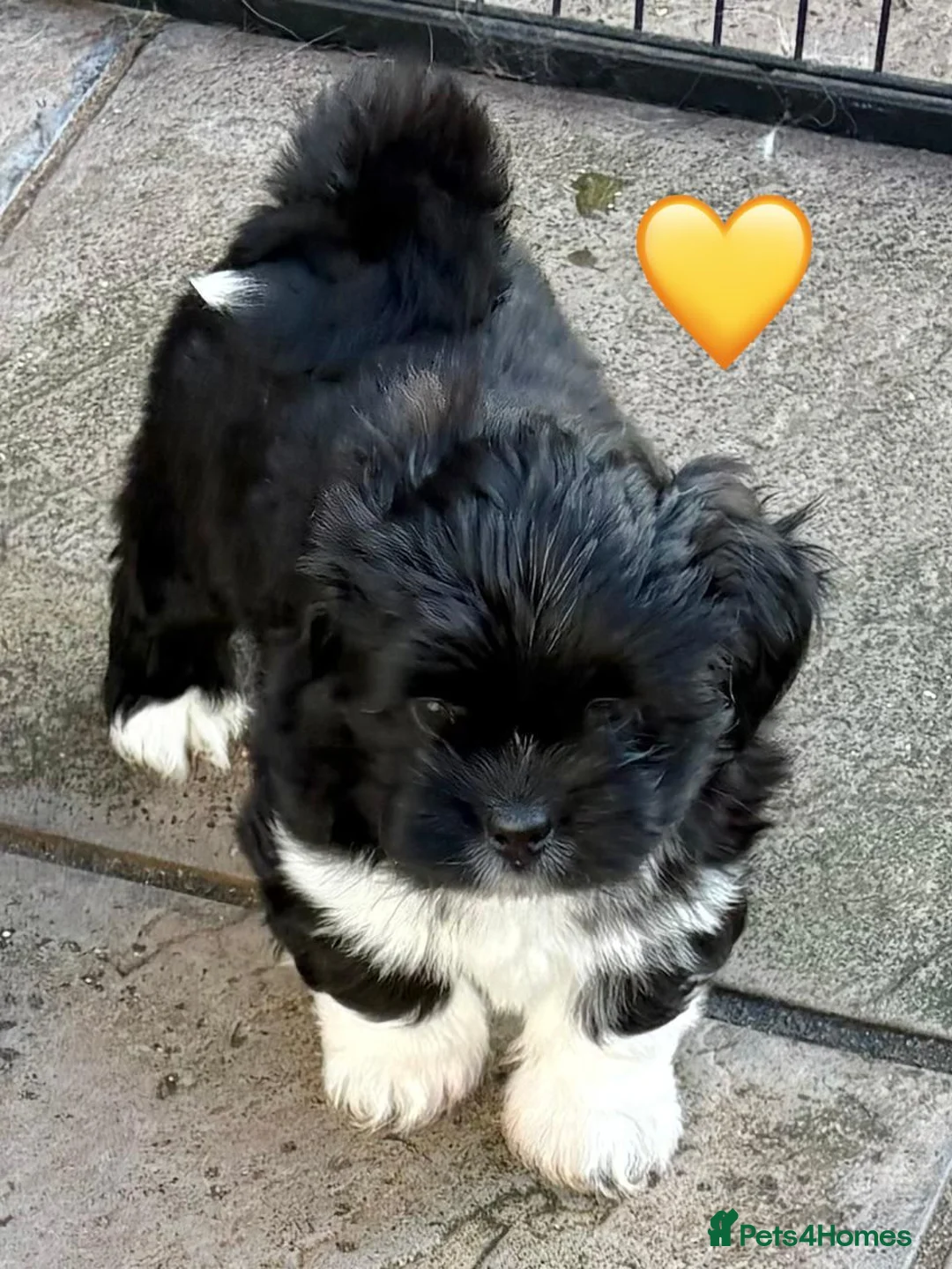 Lhasa Apso dogs for sale: Seven Beautiful RKC reg. Pups GPRA Clear in Wisbech - Advert 20