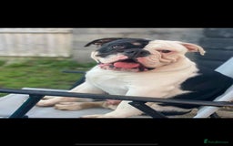 Olde English Bulldogge dogs for sale: Old Tyne English bulldog  - Advert 2