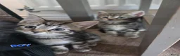 Mixed Breed cats for sale: Kittens for sale blackpool  - Advert 32