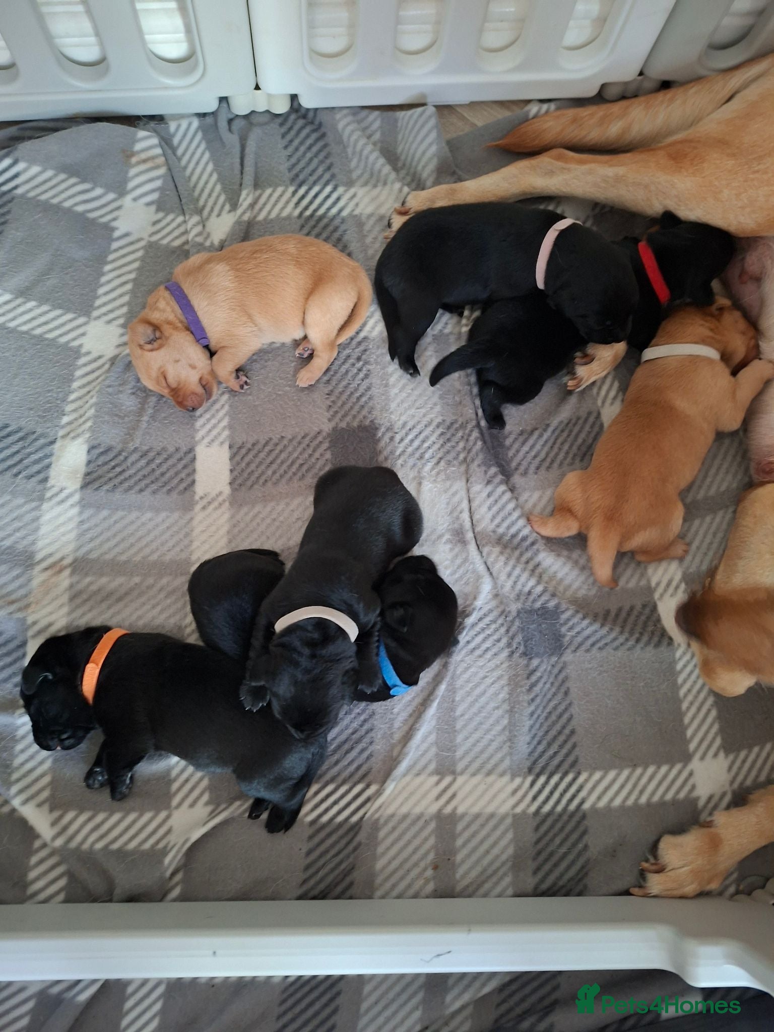 Labrador Retriever dogs Labrador puppies 4 left. 2 boys, 2 girls - Advert 7