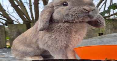 Mini Lop rabbits Mini lops various age and price see description.  - Advert 4