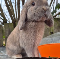 Mini Lop rabbits Mini lops various age and price see description. - Advert 4