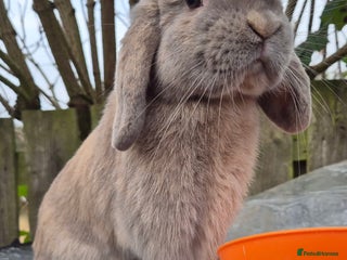 Mini Lop rabbits Mini lops various age and price see description. - Advert 13