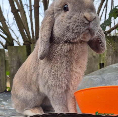 Mini Lop rabbits - Advert 8