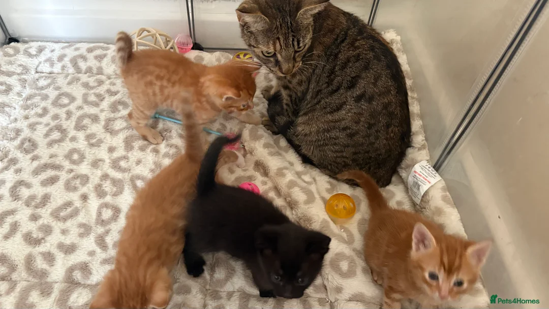 Mixed Breed cats for sale: One boy remaining  - Advert 6