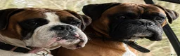 Boxer dogs for sale: BOXER pups - Advert 10