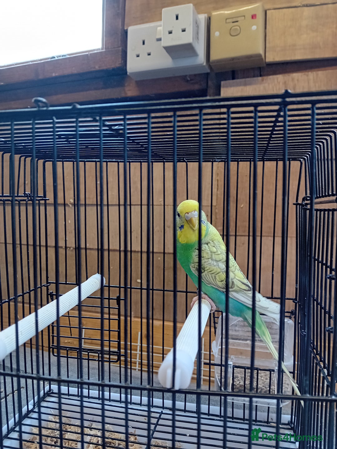 Budgerigars birds for sale: Budgies  - Image 4