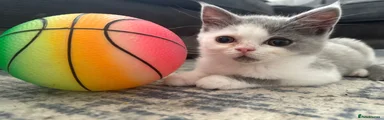 British Shorthair 3