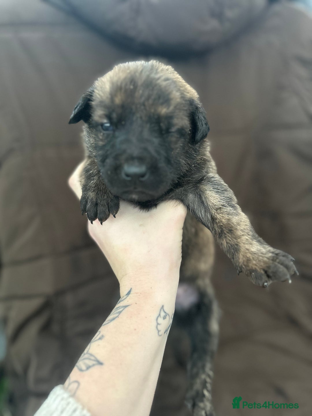 Mixed Breed dogs for sale: Dutch Herder Puppies  - Advert 27