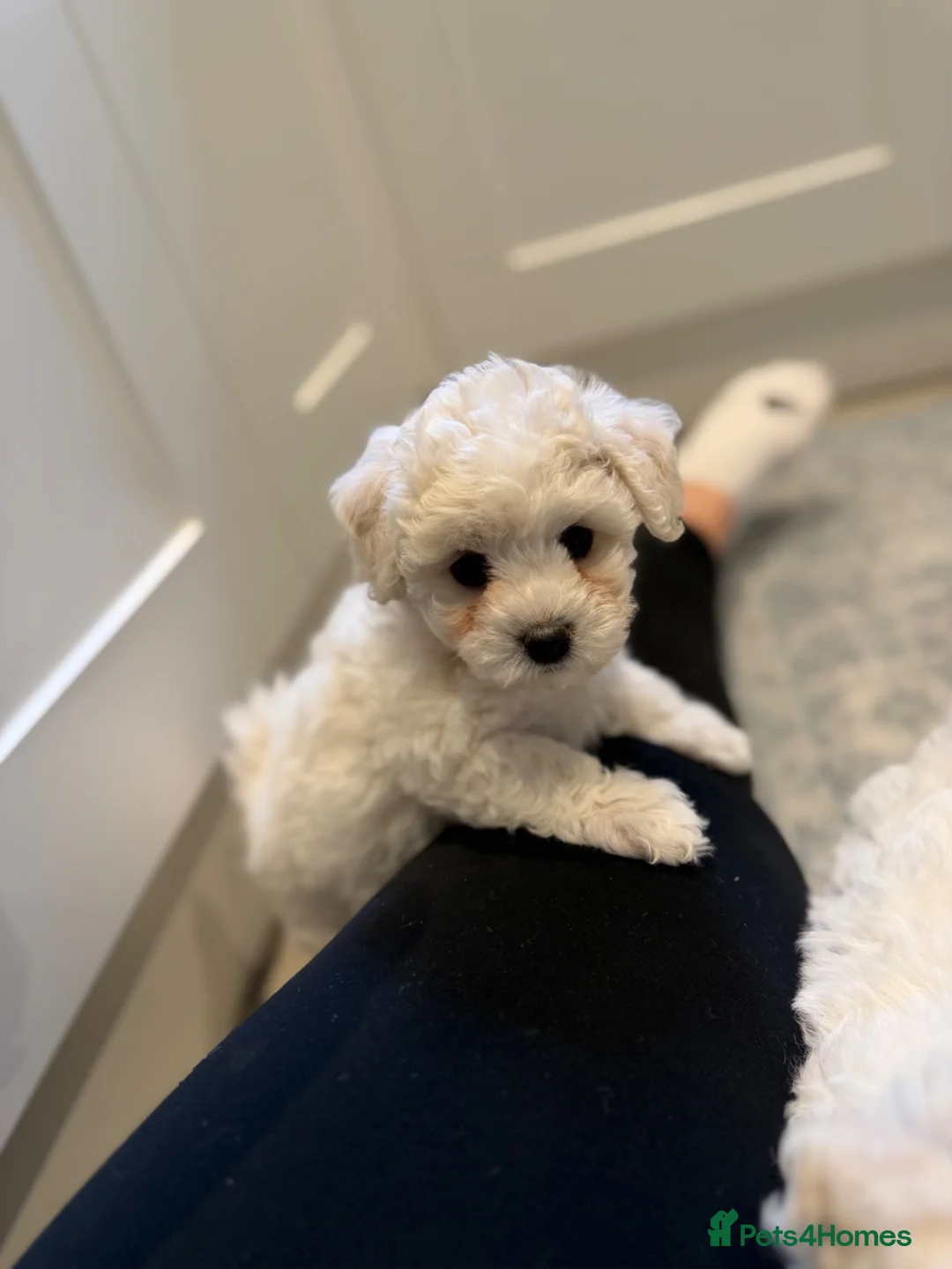 Bichon Frise dogs for sale: ⭐️Gorgeous Bichon Frise Puppies Available ⭐️ - Advert 2
