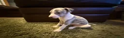 Whippet dogs for sale: KC Registered Whippet Puppies – Home Reared, - Advert 11