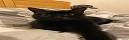 Domestic Shorthair cats for sale: Miss mac - Advert 5