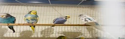 Budgerigars birds for sale: Budgies for sale  - Advert 4