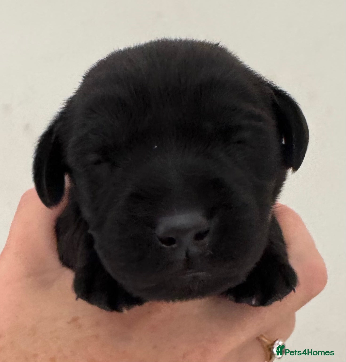 Labrador Retriever dogs **0/0 HIPS & ELBOWS** BOTH PARENTS BLACK LAB PUPS - Advert 2