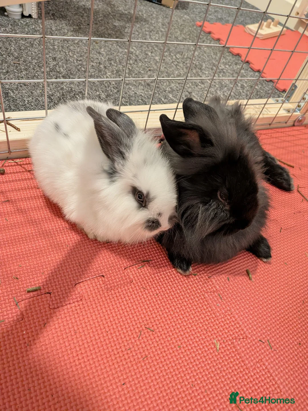 Mini Lion Lop rabbits for sale: 2 baby Mini Lion Lop for rehoming - Advert 2