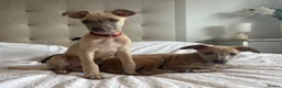 Whippet dogs for sale: Beautiful KC Registered Whippets  - Advert 14