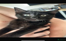 Bengal cats for sale: Bengal cross kittens - Image 2