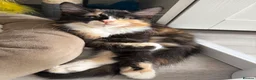 Mixed Breed cats for sale: Three beautiful female kittens! - Advert 10