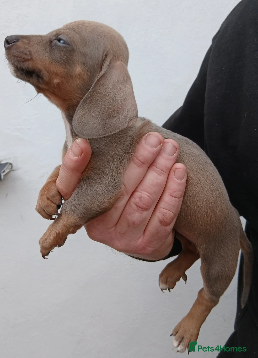 Dachshund dogs for sale: Ready to leave Beautiful dachshund puppies  - Advert 10