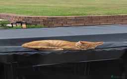 Mixed Breed cats for sale: 2 kittens need a loving home - Image 8