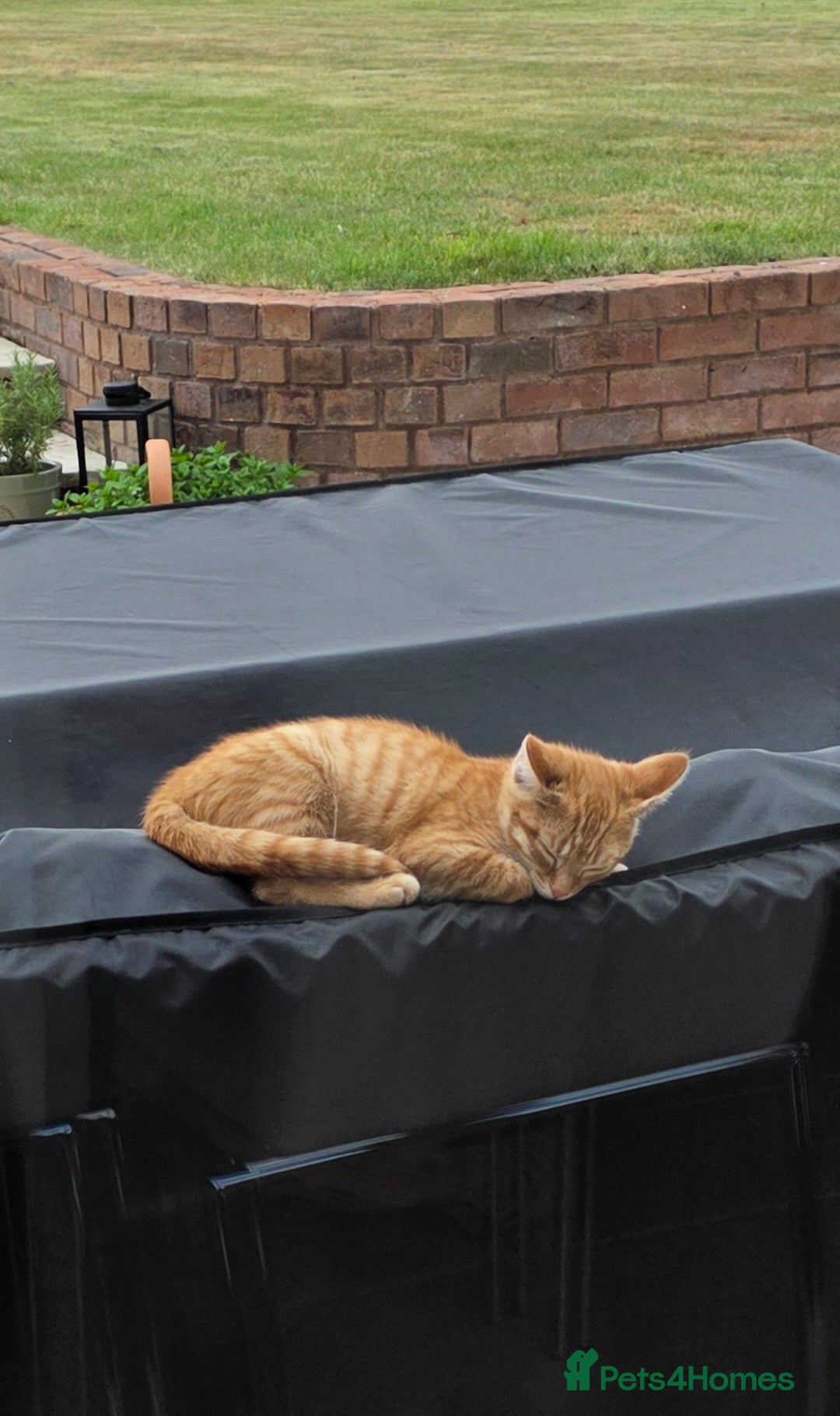 Mixed Breed cats for sale: 2 kittens need a loving home - Image 8