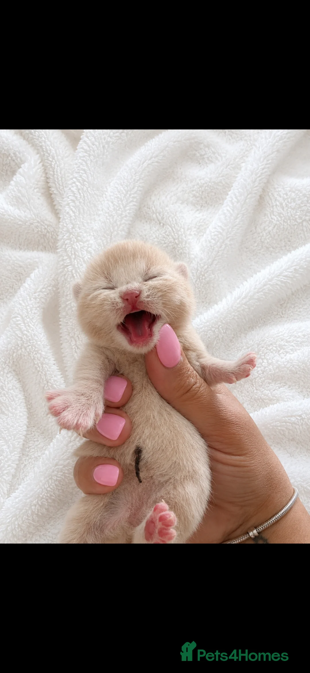 British Shorthair cats for sale: Supreme Champion GCCF British Shorthair kittens - Advert 39