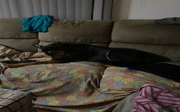 Mixed Breed dogs for sale: Mixed - Image 3