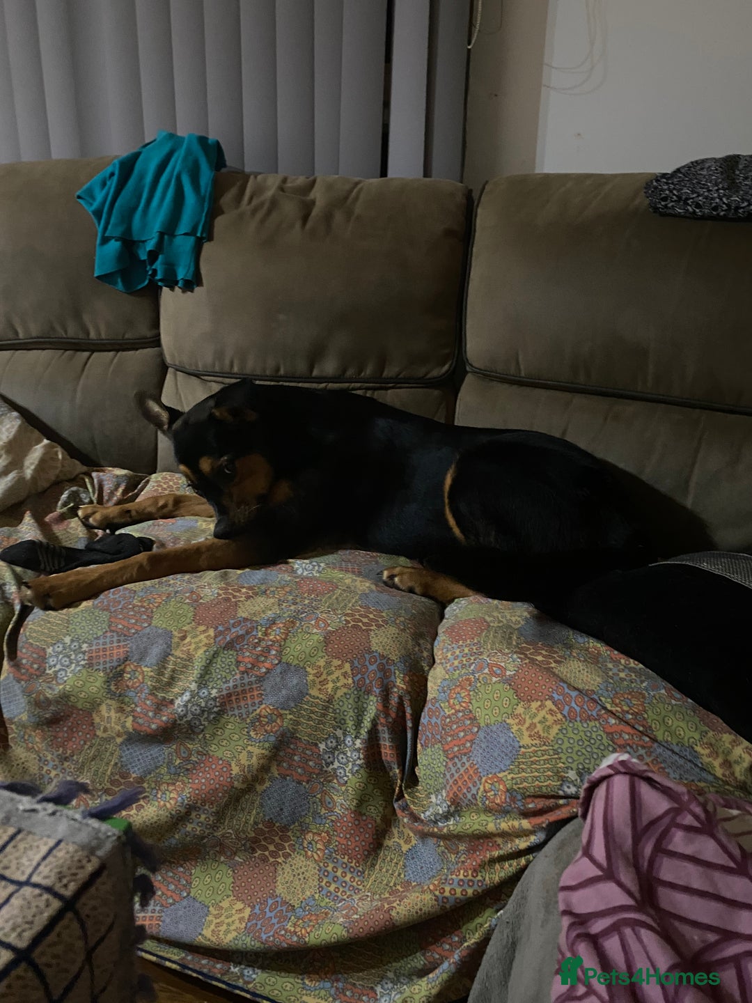 Mixed Breed dogs for sale: Mixed - Image 3