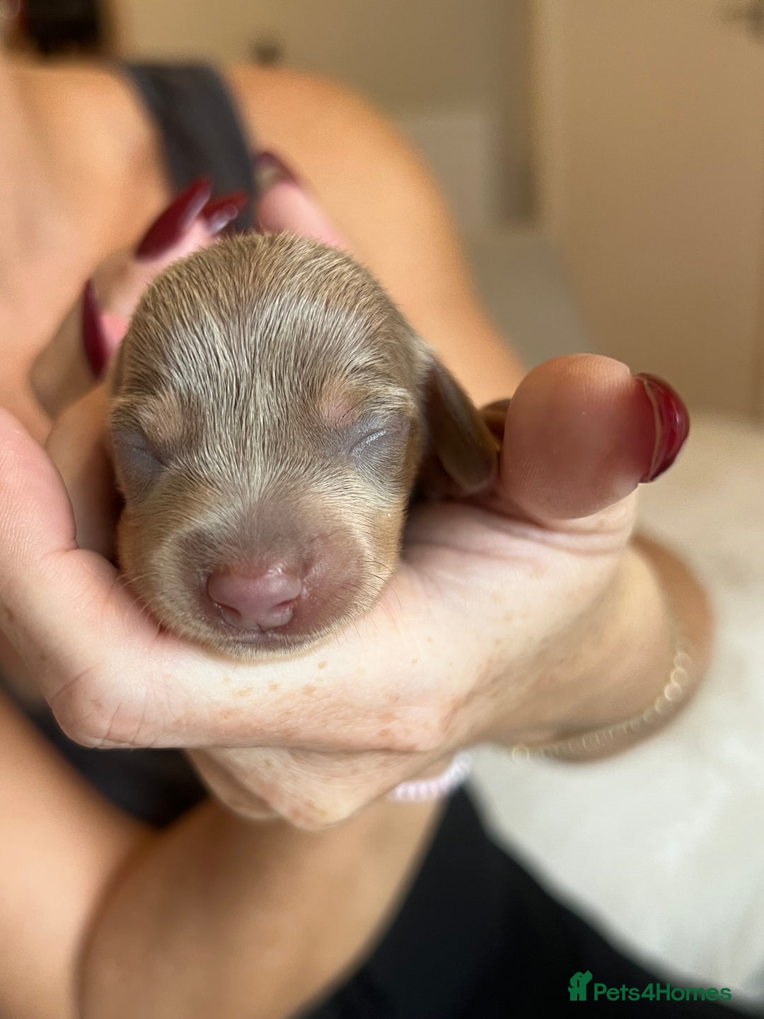 Miniature Dachshund dogs for sale: Beautiful litter of miniature dachshund  - Advert 25