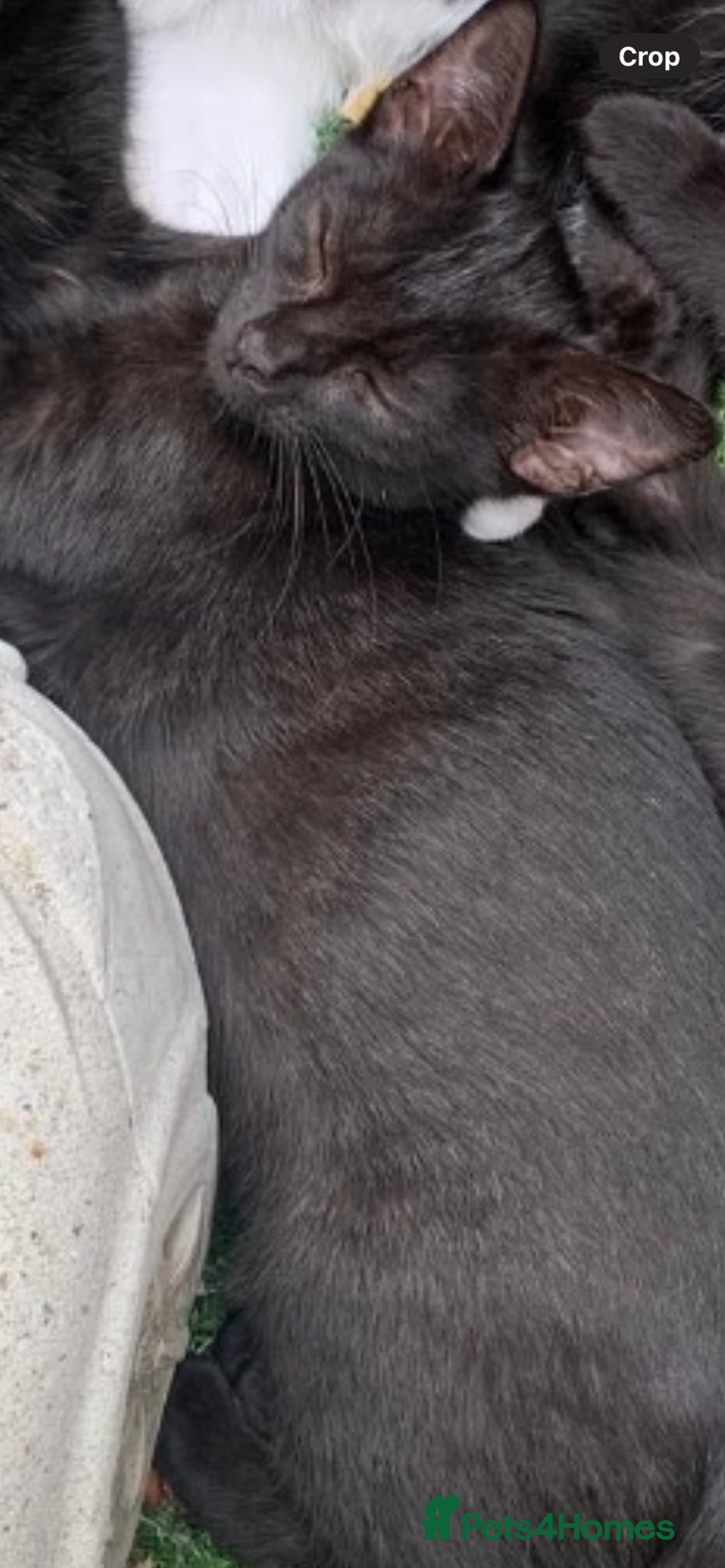 Mixed Breed cats for sale: Mixed breed kittens - Image 17
