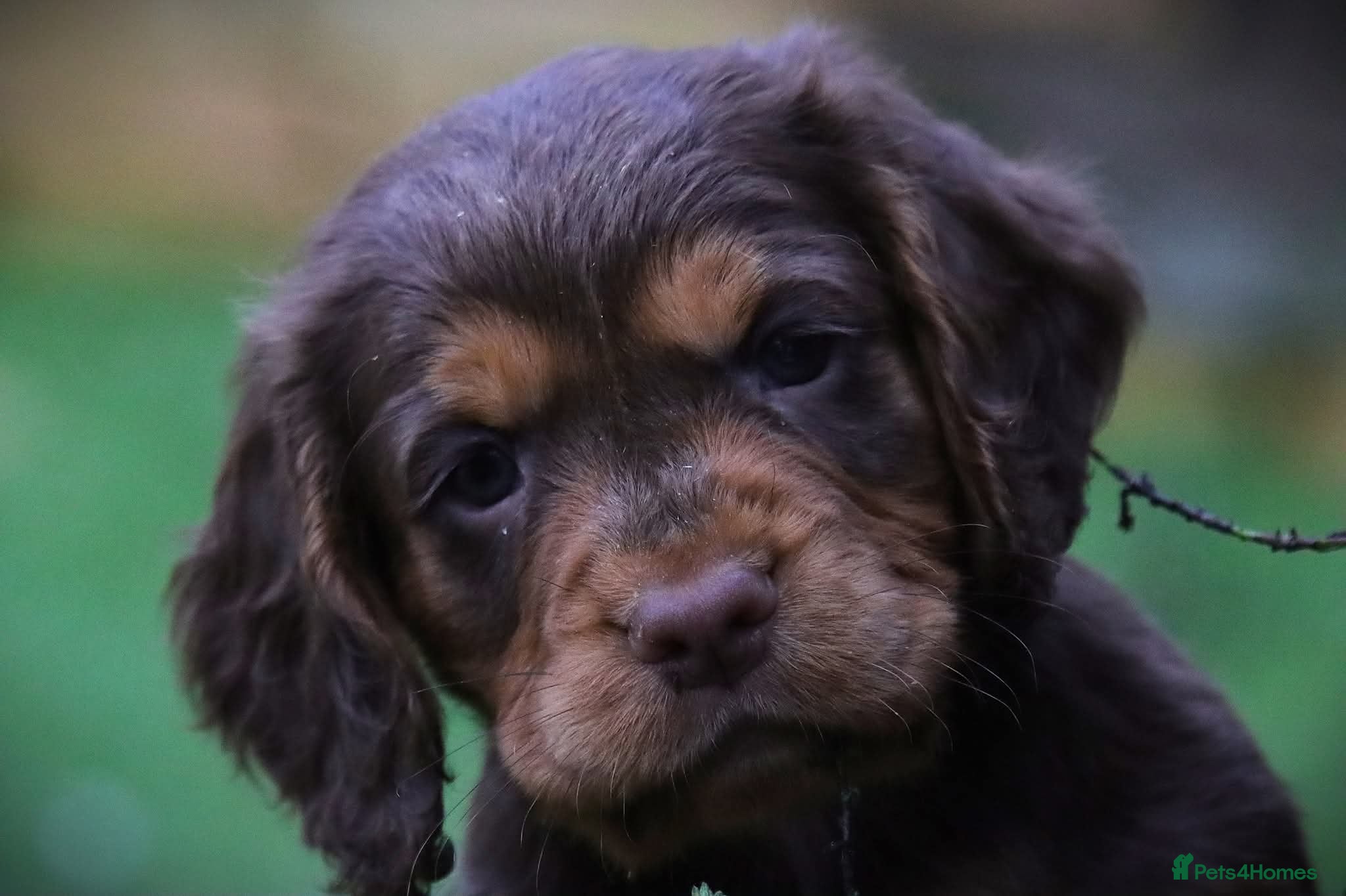 Cocker Spaniel dogs Working Cocker Spaniel, KC, 1 boy, 1 girl left - Advert 3