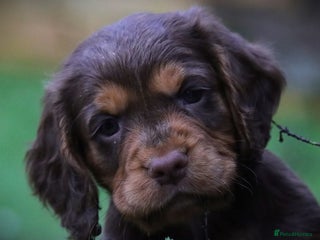 Cocker Spaniel dogs Working Cocker Spaniel, KC, 1 boy, 1 girl left - Advert 3