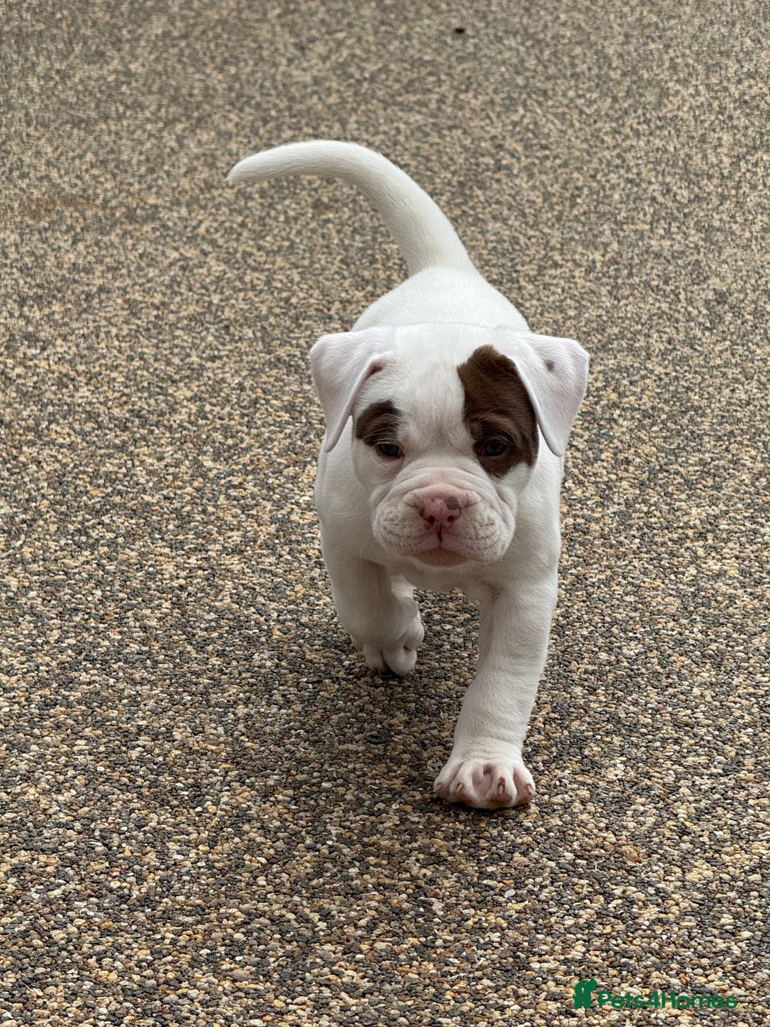 Olde English Bulldogge dogs for sale: Olde English Bulldogge puppies - Image 10